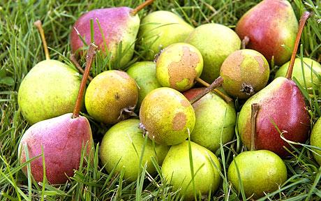 Mixed green and red apples on grass, ingredients for cider production featured on Beer Sessions Radio episode with Tom...
