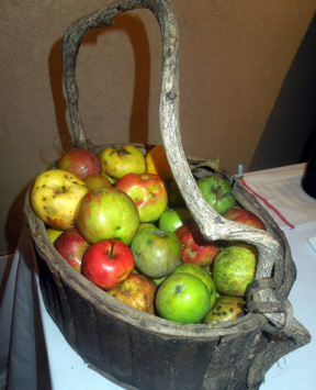 Rustic basket overflowing with yellow, green, and red cider apples for Cider Week NY 2012